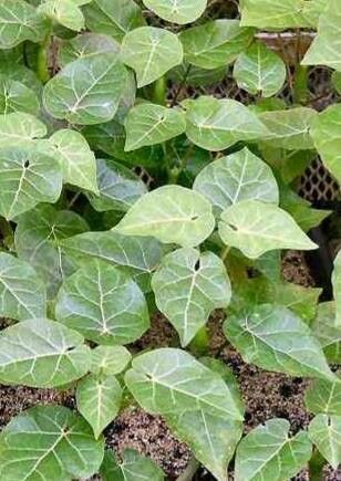 Cynanchum pachycladon — search result for 'Cynanchum'