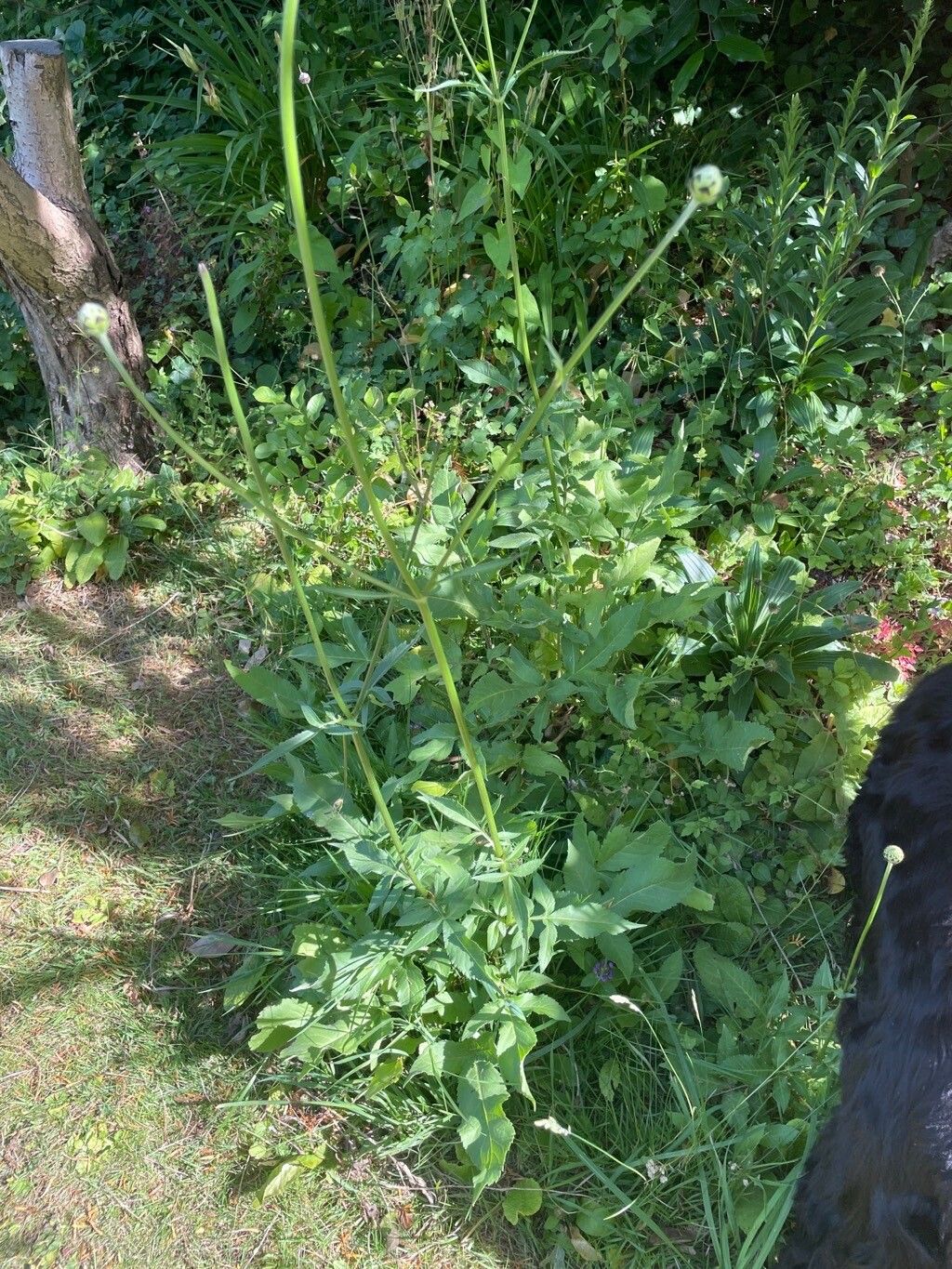 Cephalaria alpina — search result for 'Caprifoliaceae'