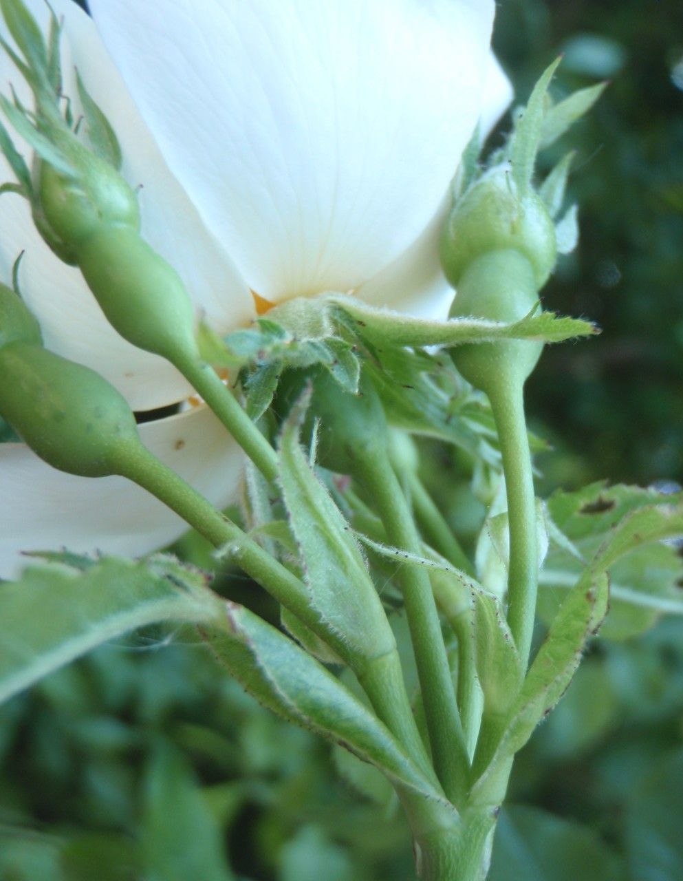 Rosa corymbifera flower