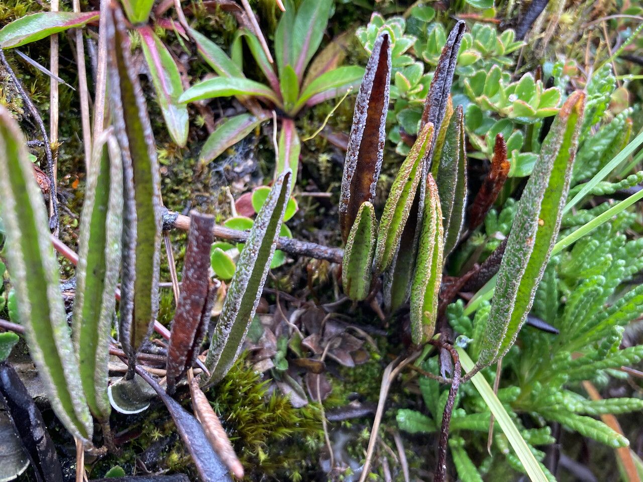 Elaphoglossum mathewsii habit