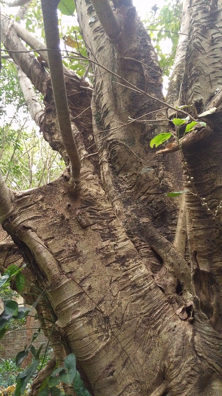 Ficus hookeriana bark
