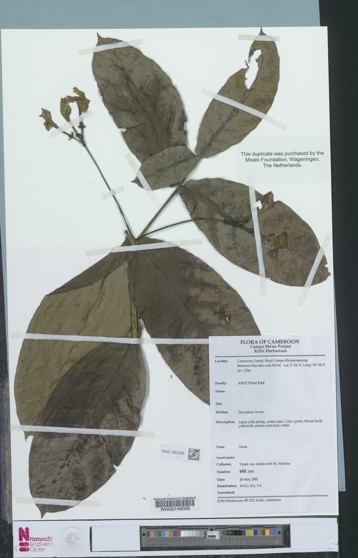 Callichilia inaequalis — related species from the same genus