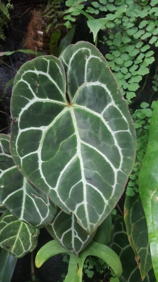 Anthurium crystallianum cv. 'White King' leaf