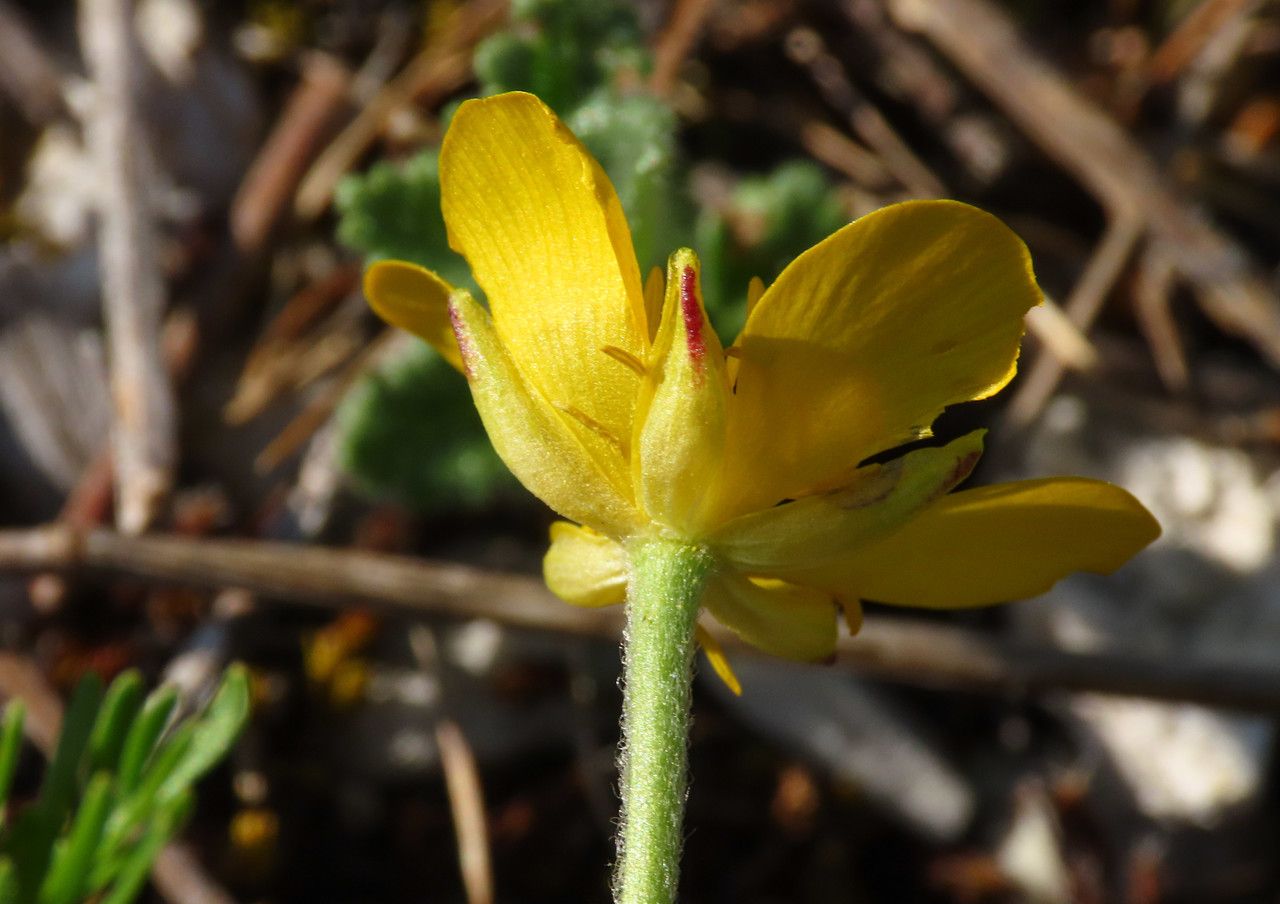 Ranunculus millefoliatus flower
