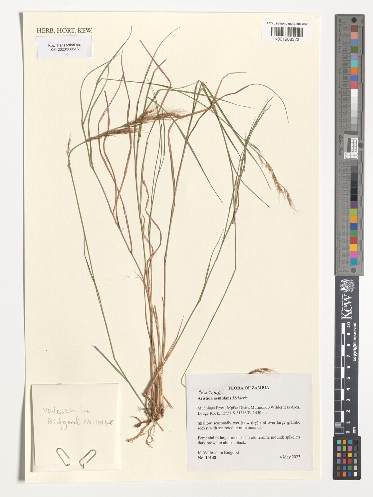 Aristida aemulans — related species from the same genus