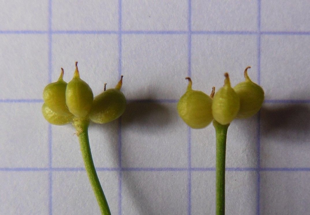 Ranunculus glacialis fruit
