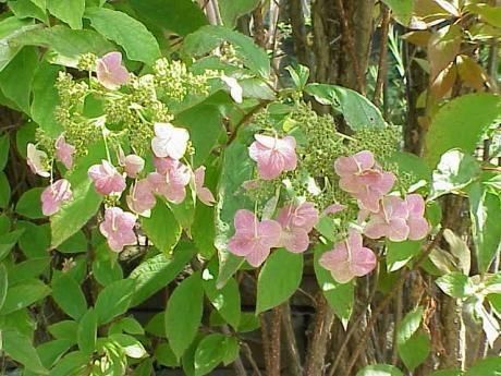 Hydrangea cinerea flower