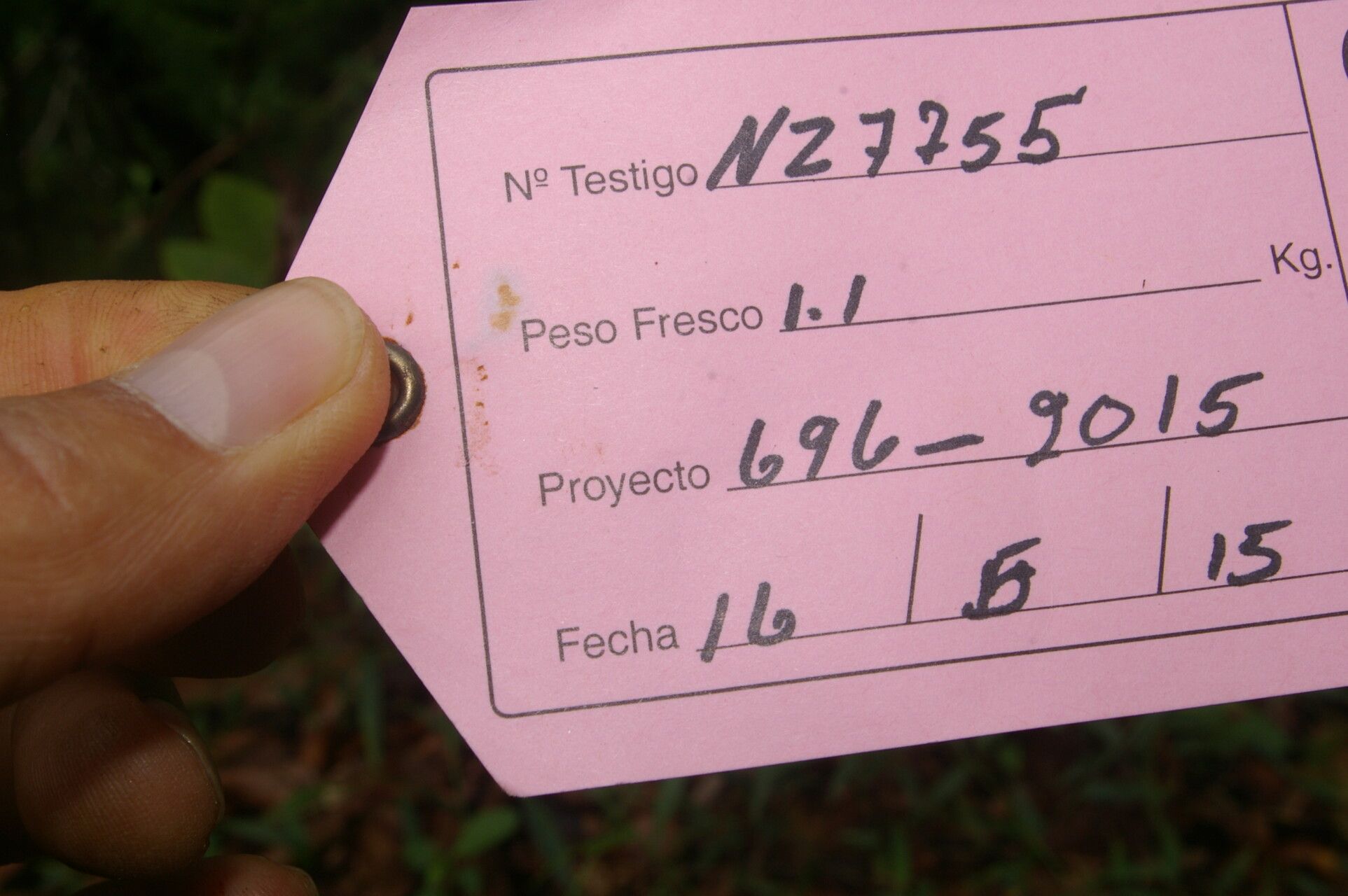 Rhynchosia erythrinoides other