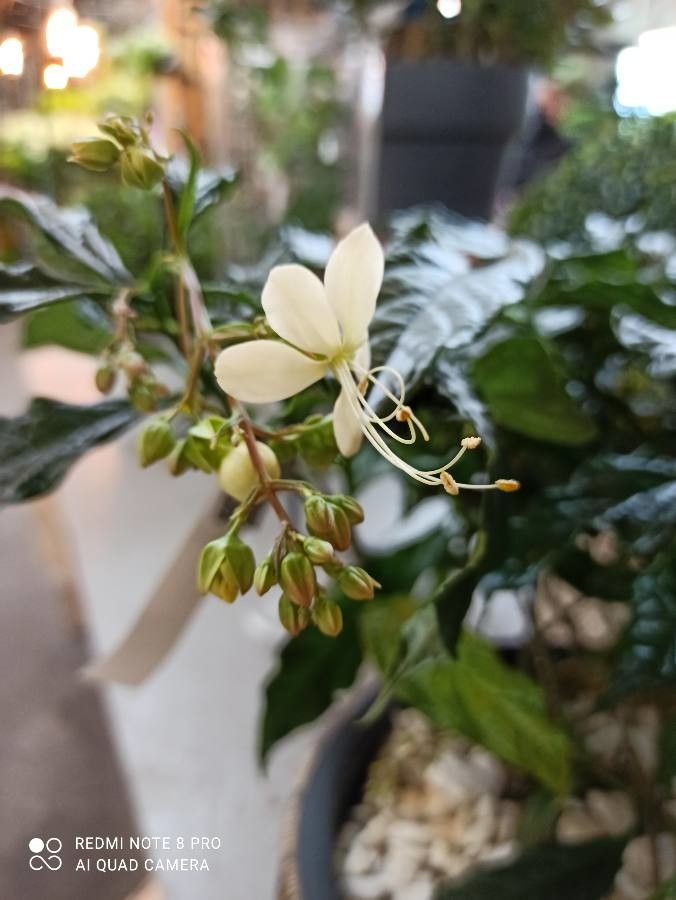 Clerodendrum nutans flower