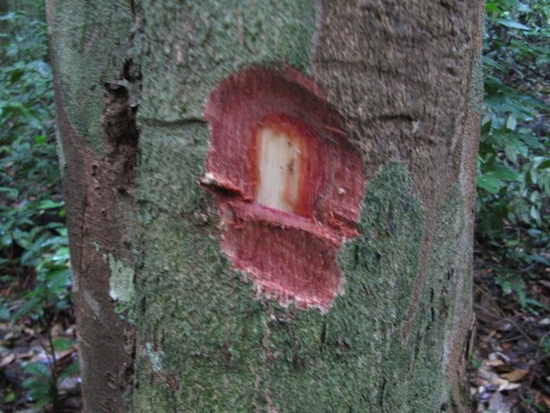 Licania heteromorpha other