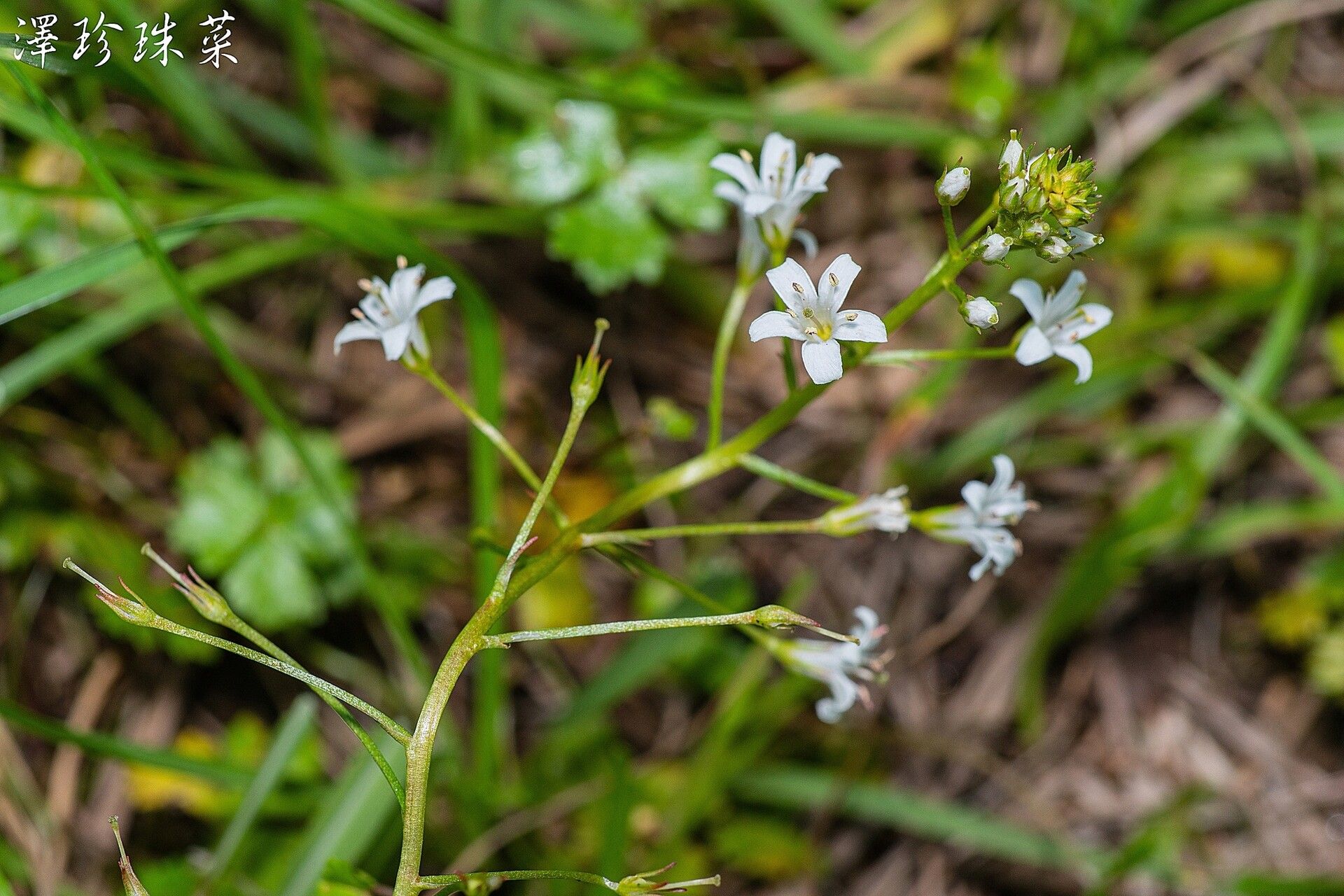 Lysimachia candida flower