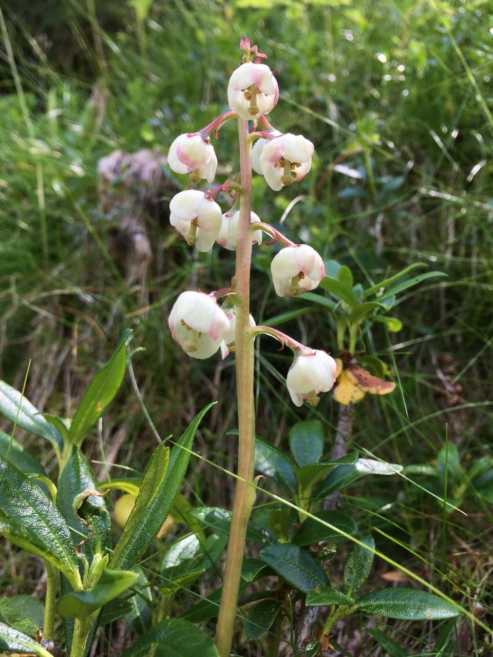 Pyrola media flower