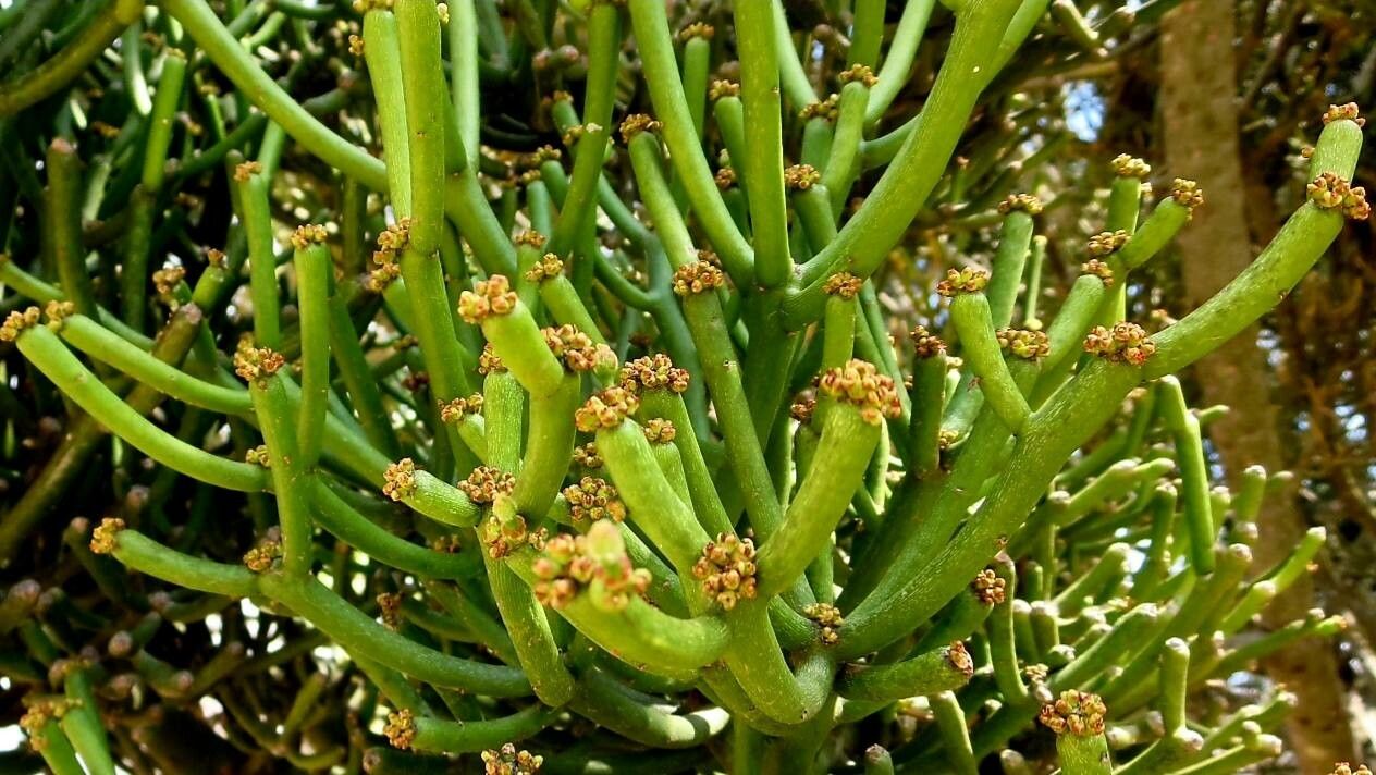 Euphorbia aphylla flower