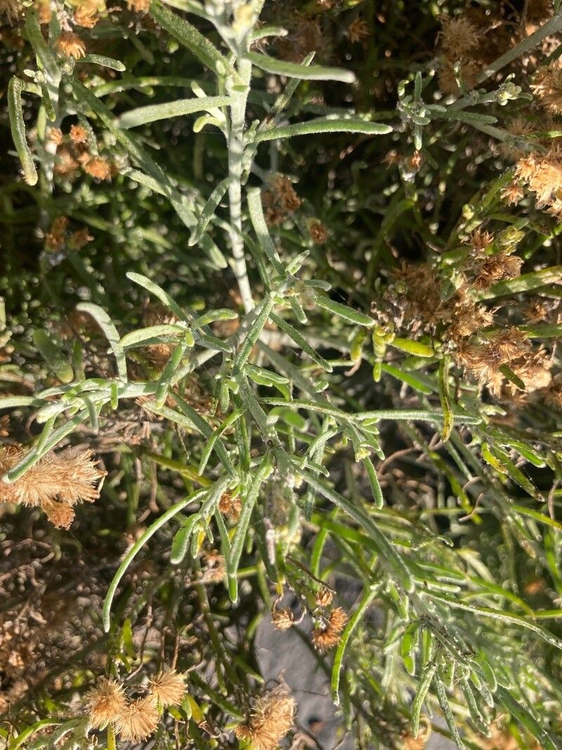 Schizogyne glaberrima — related species from the same genus