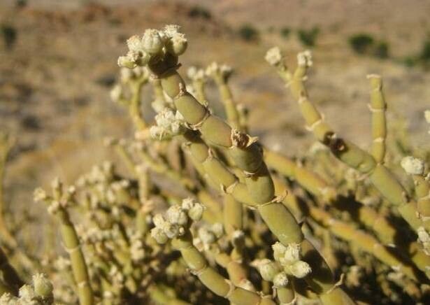 Mesembryanthemum leptarthron — search result for 'Mesembryanthemum'