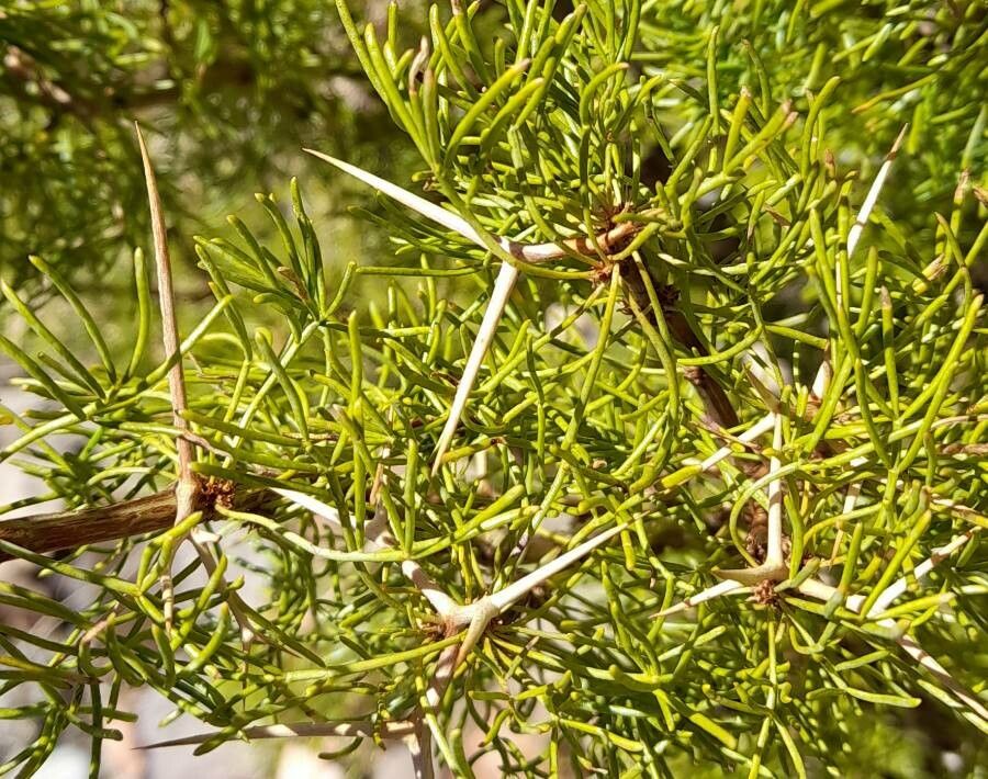 Adesmia pinifolia other