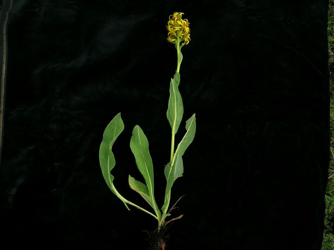 Ligularia virgaurea habit