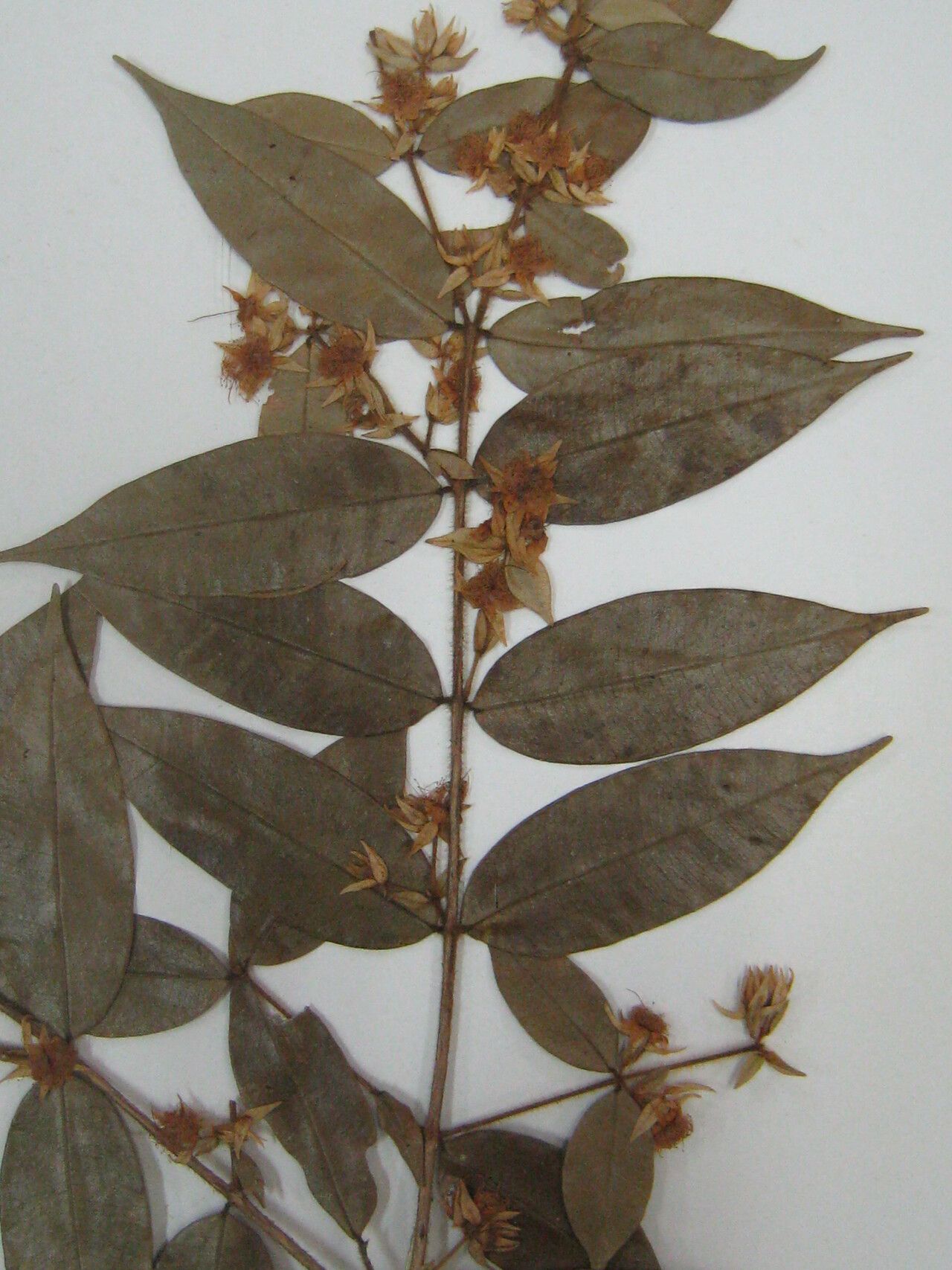 Myrcia bracteata other