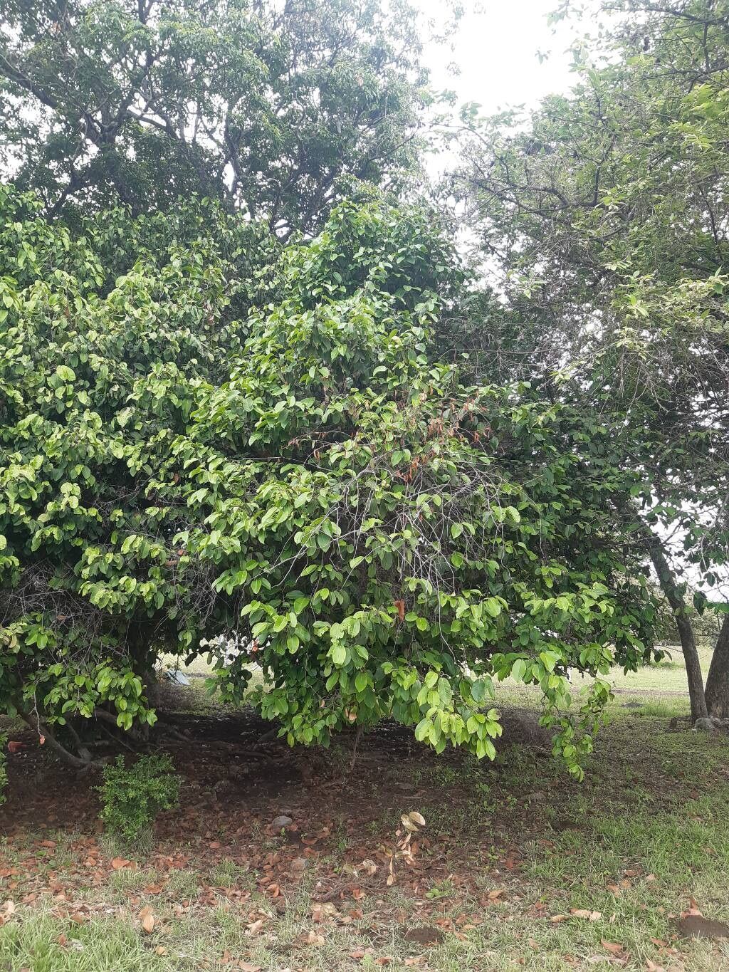 Ruprechtia brachysepala leaf