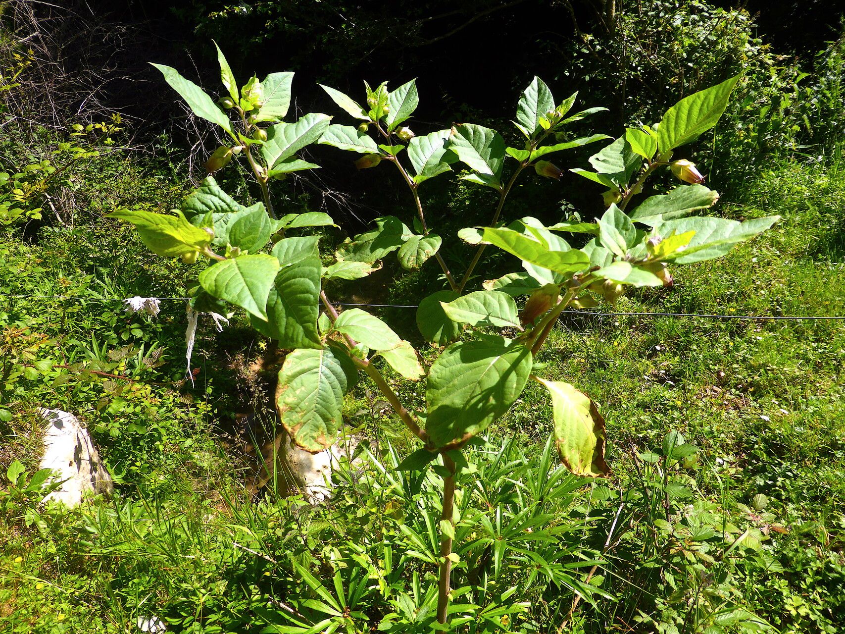 Atropa bella-donna habit
