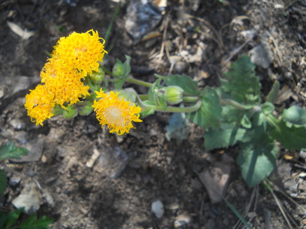 Arnica discoidea — related species from the same genus