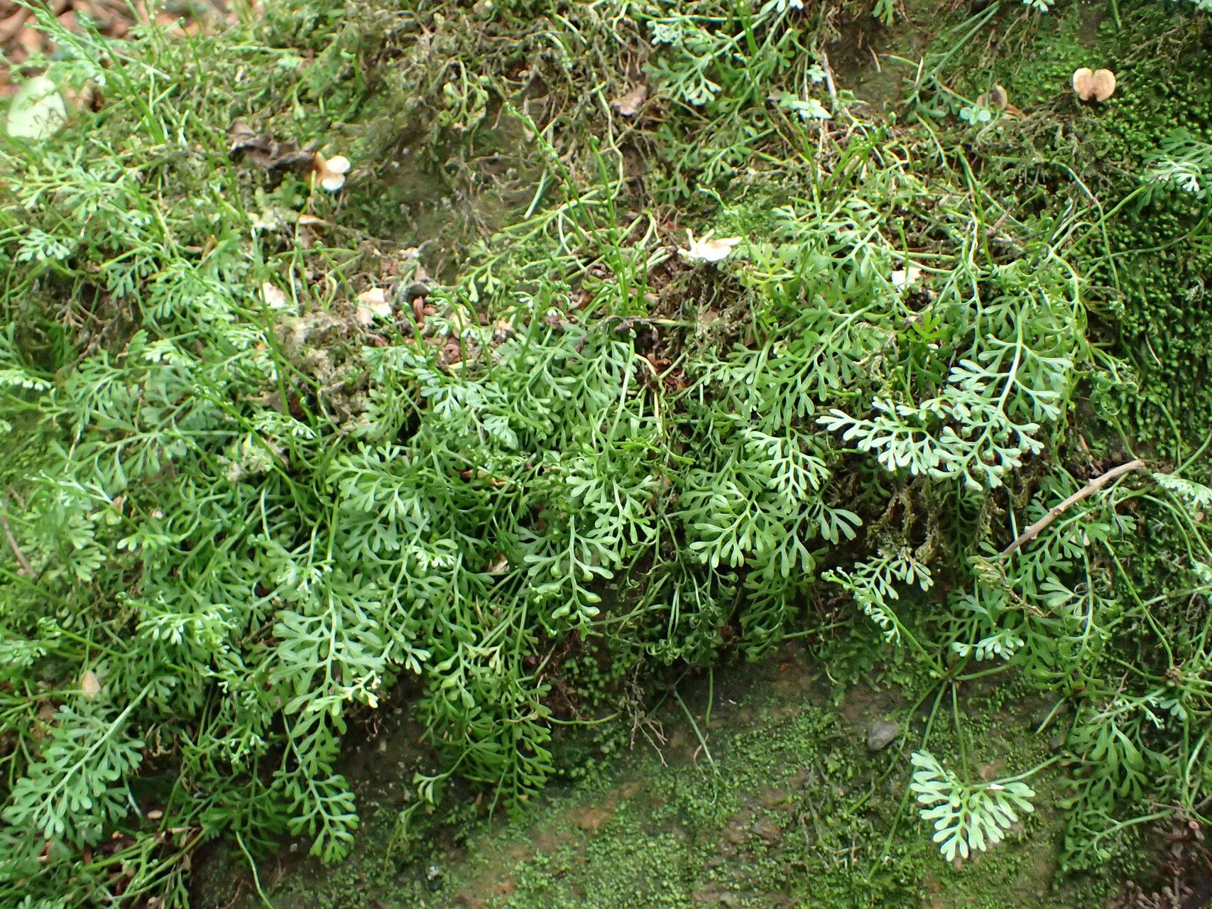 Asplenium mannii habit