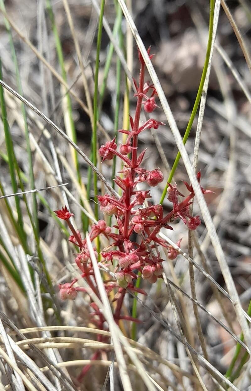 Galium richardianum habit