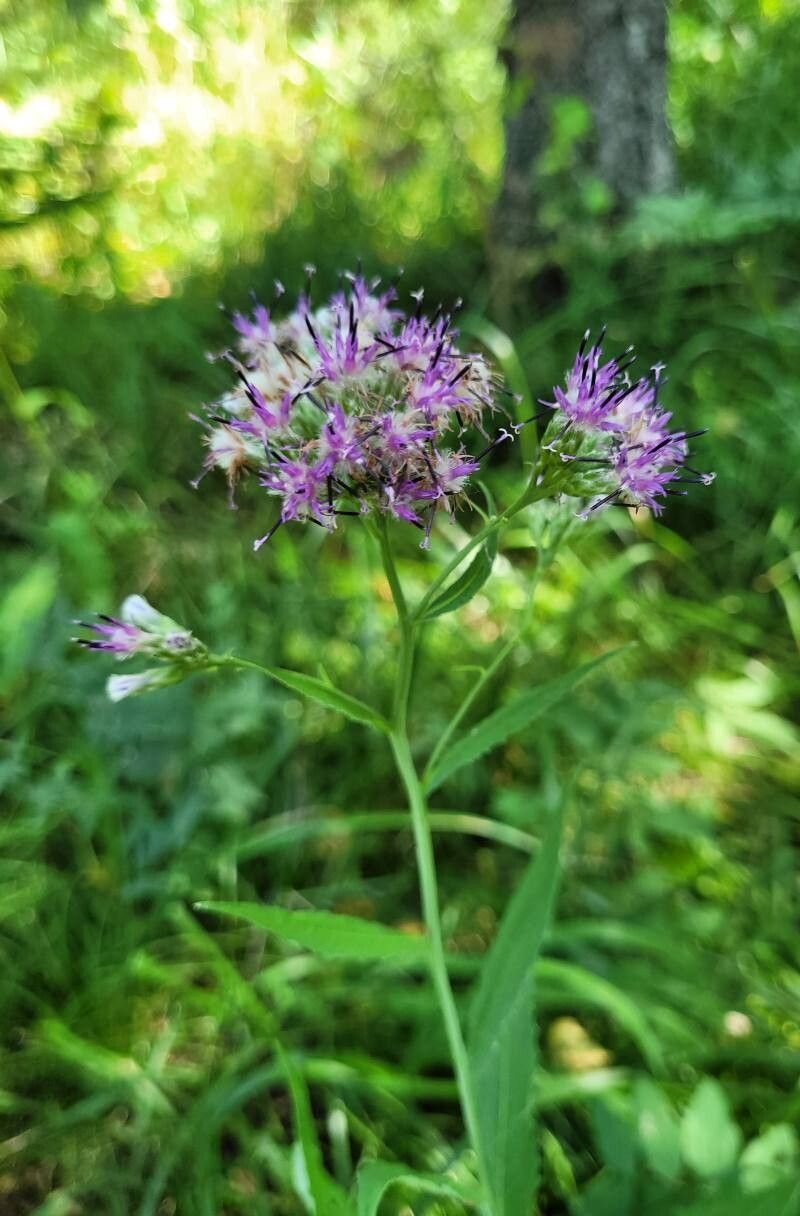 Saussurea parviflora flower