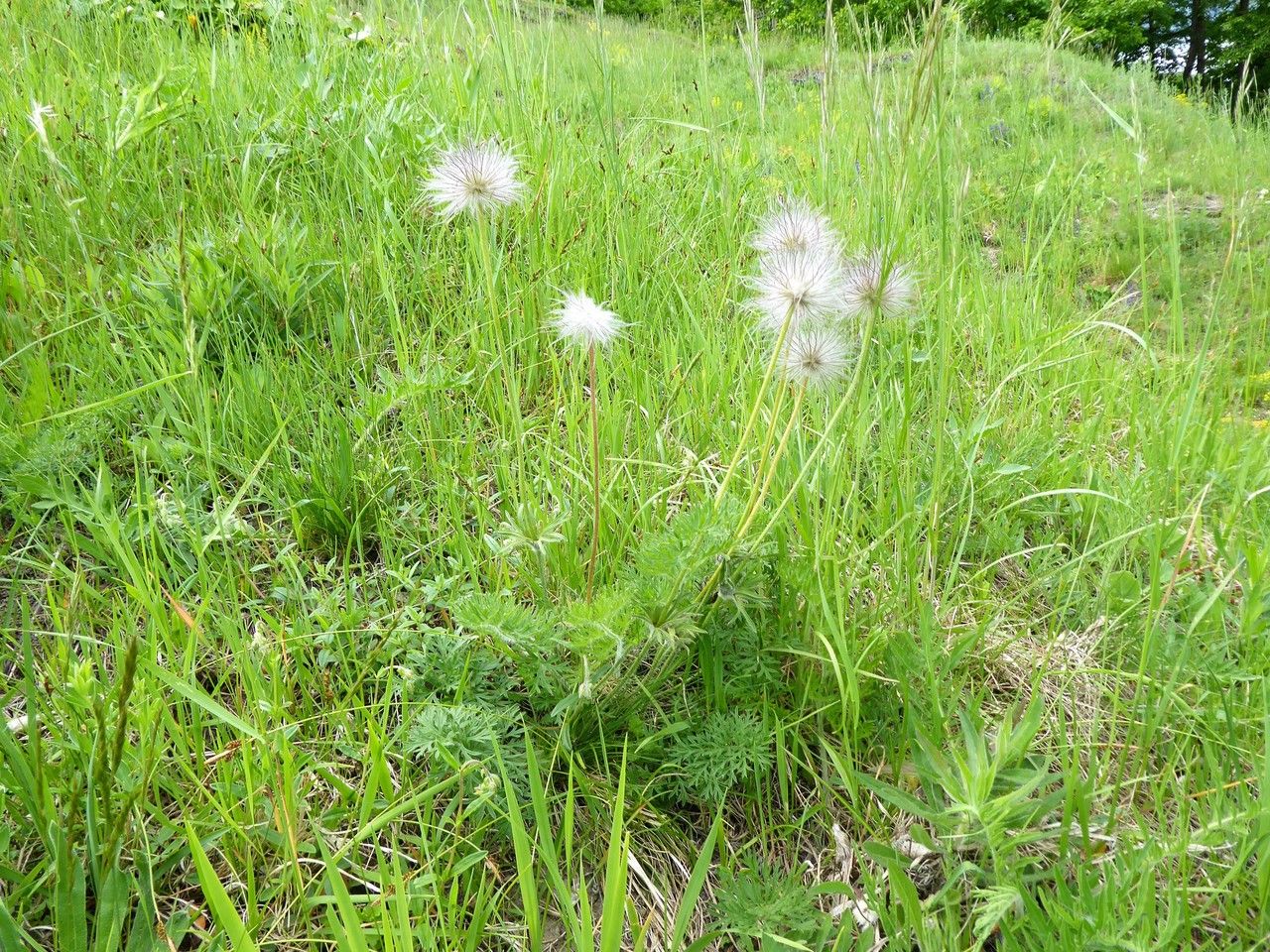 Pulsatilla grandis fruit