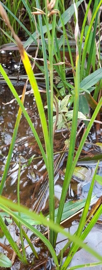 Rhynchospora tenuis — houseplant care guide