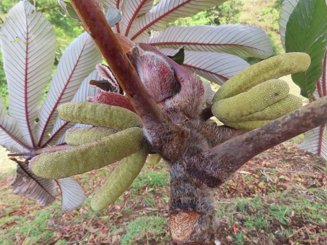 Cecropia insignis fruit