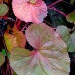 Petasites pyrenaicus