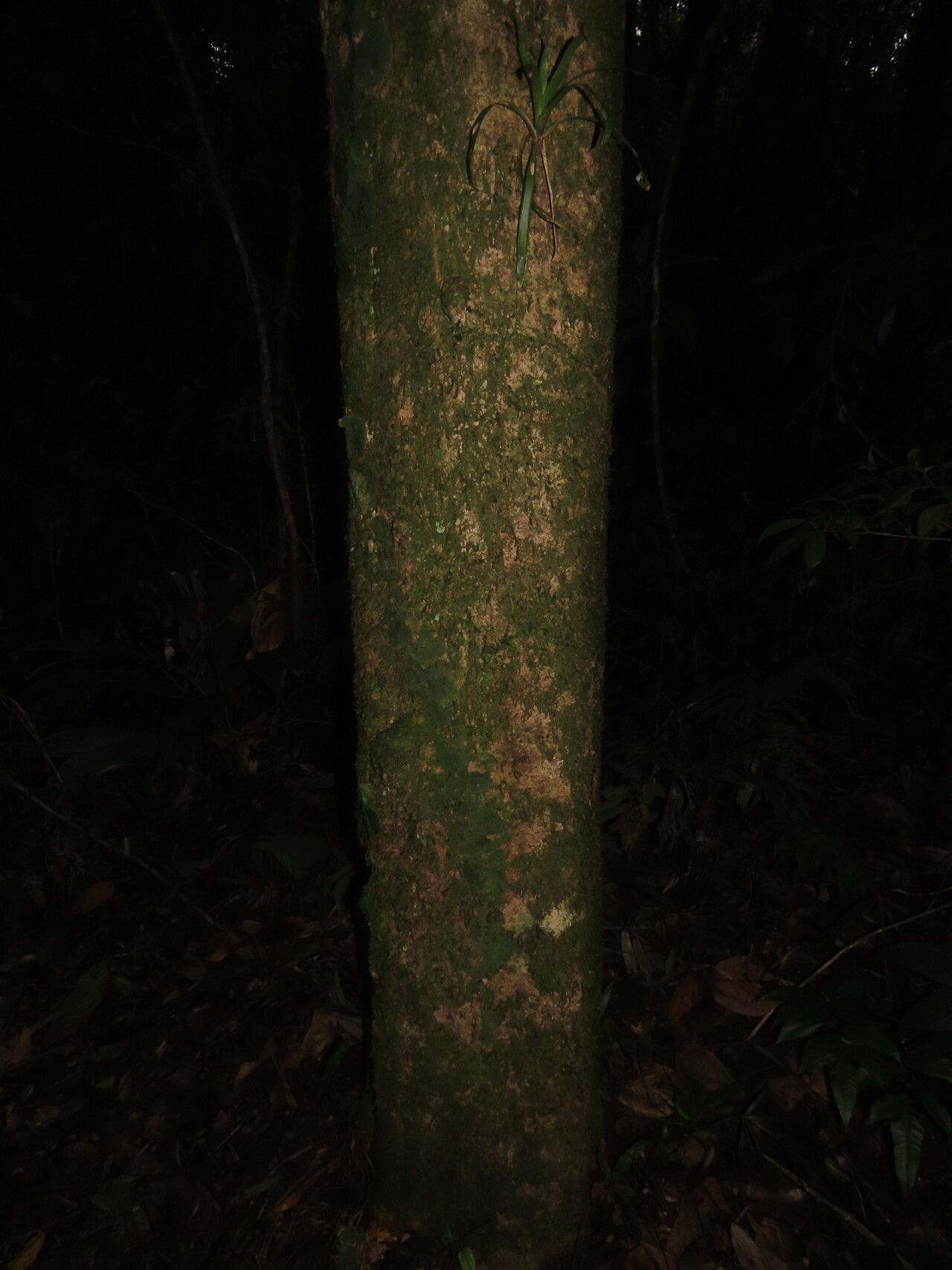 Matisia bracteolosa habit