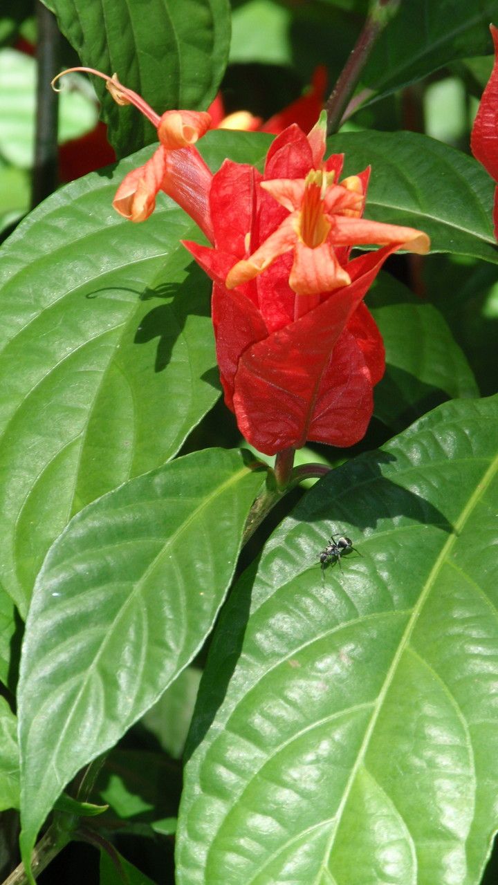 Ruellia chartacea habit