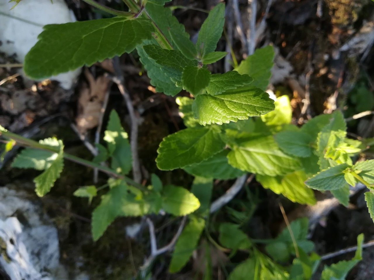 Nepeta nuda leaf