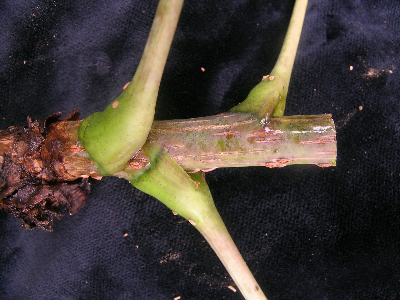 Aralia leschenaultii bark