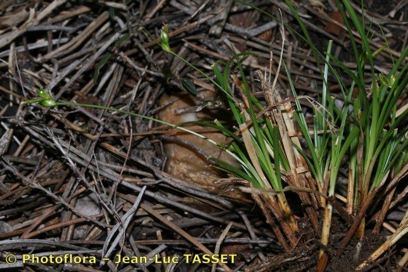 Carex oedipostyla habit