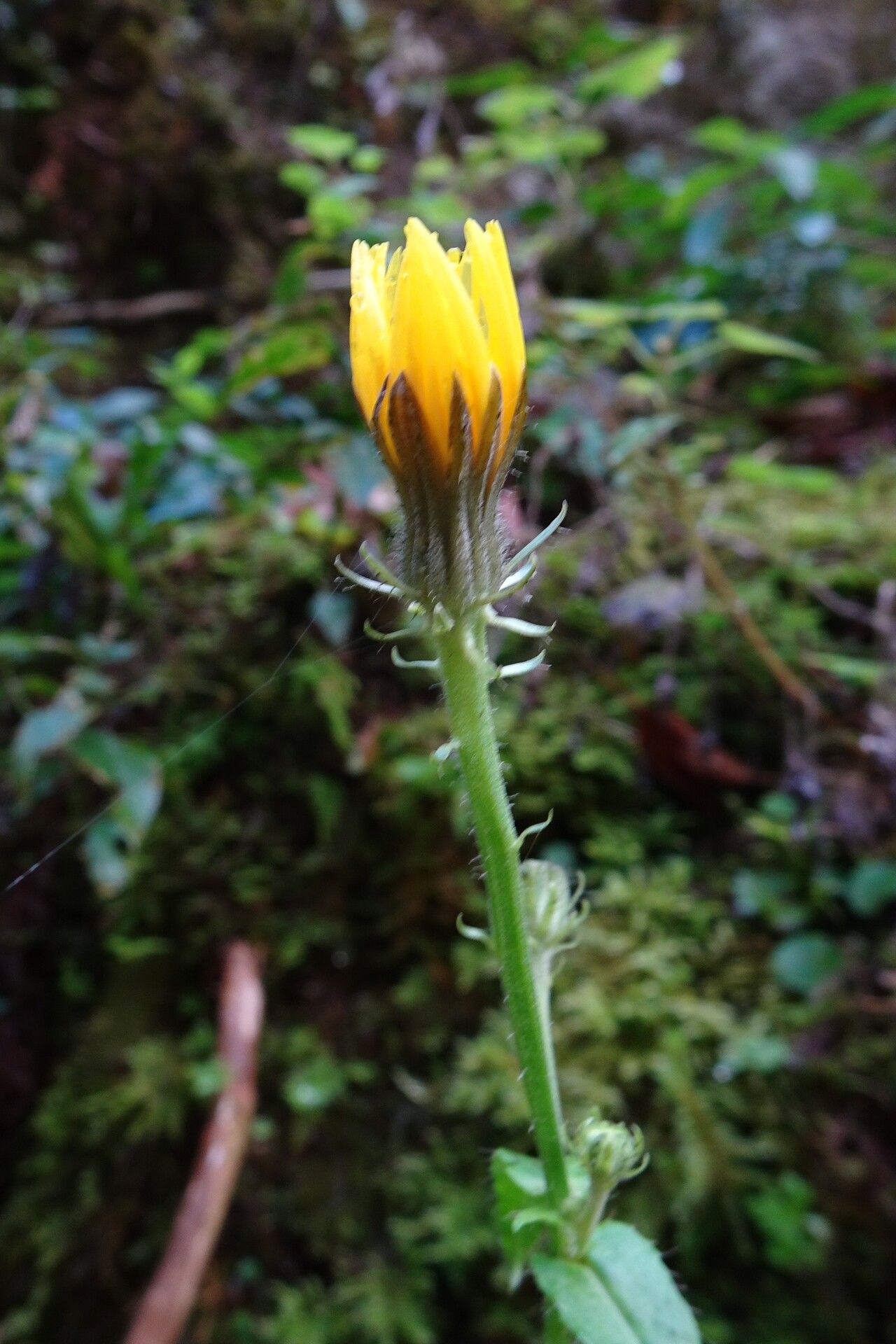 Hieracium neocerinthe flower