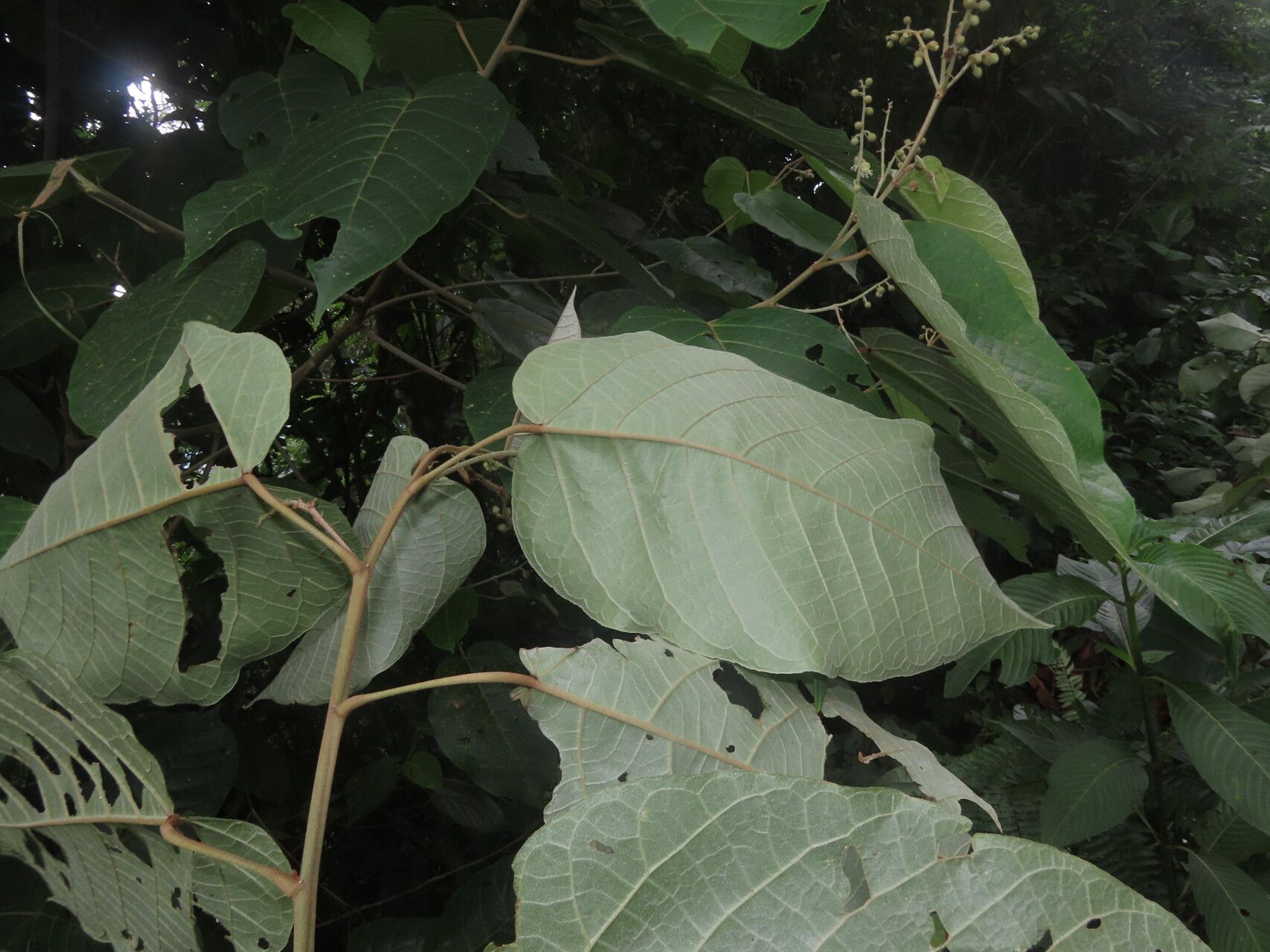 Croton billbergianus — houseplant care guide