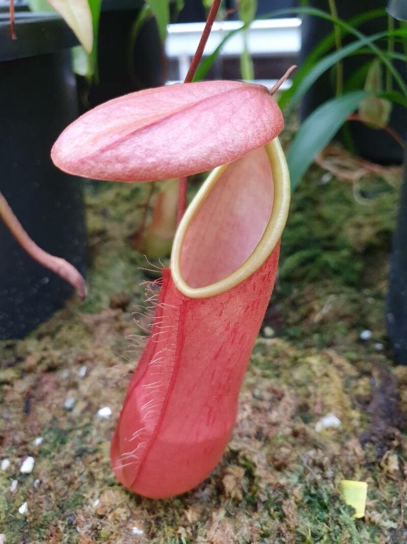 Nepenthes spectabilis — search result for 'Nepenthes'