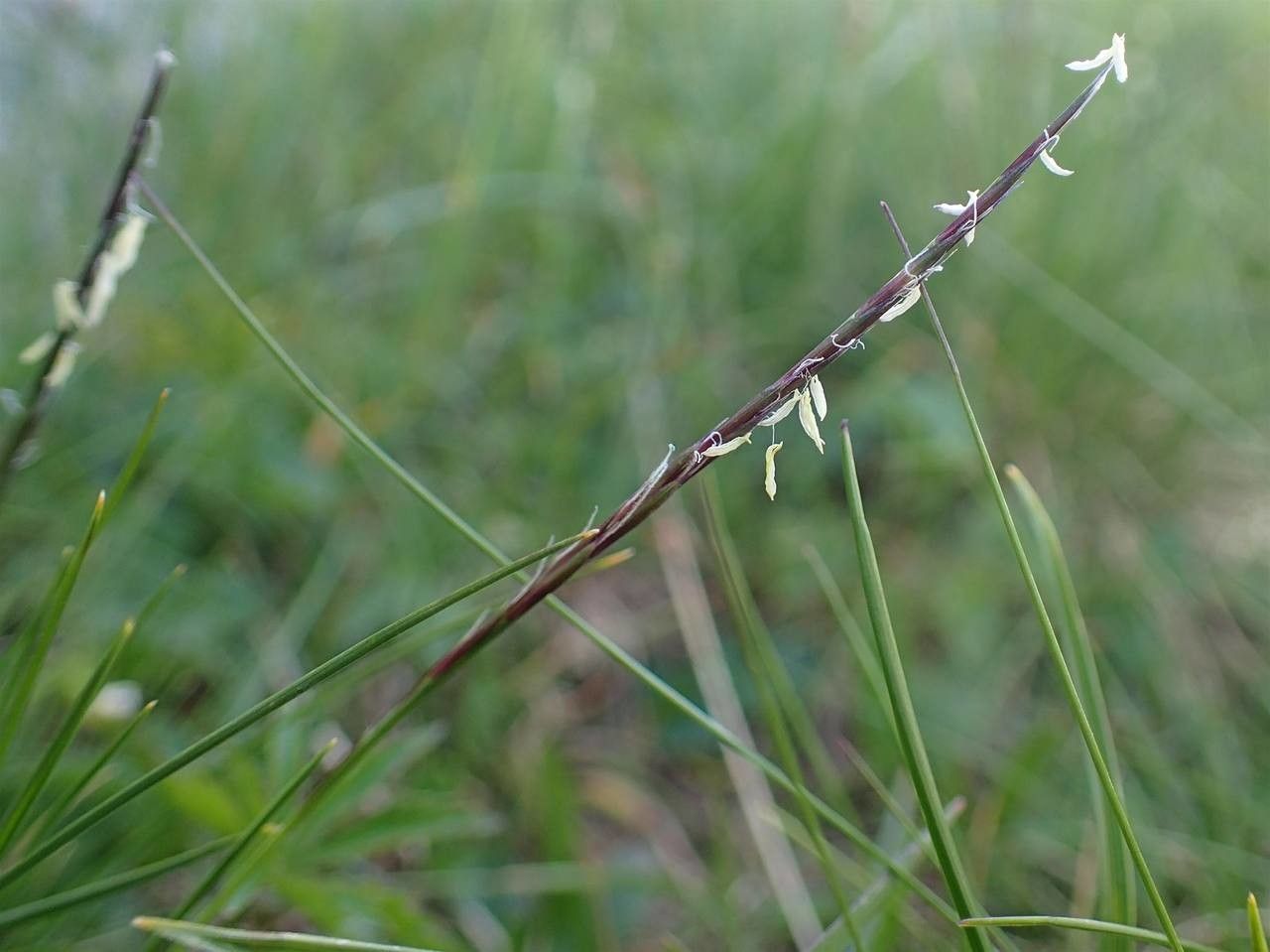 Nardus stricta fruit