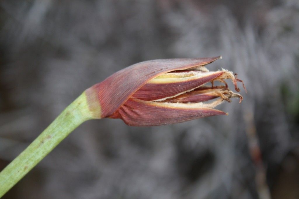 Patersonia neocaledonica fruit