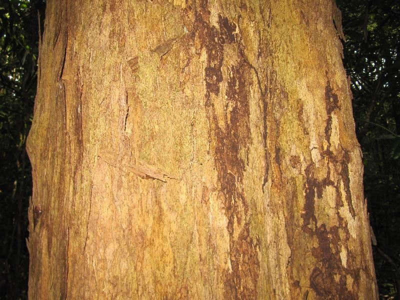Couepia elata bark