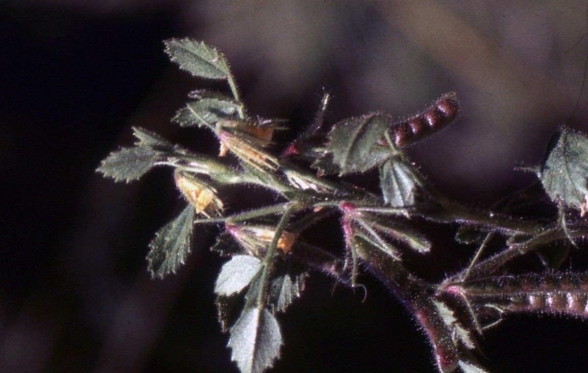 Ononis ornithopodioides — houseplant care guide