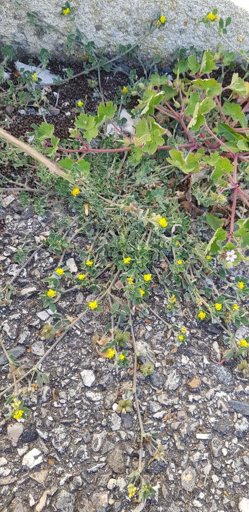Medicago minima habit