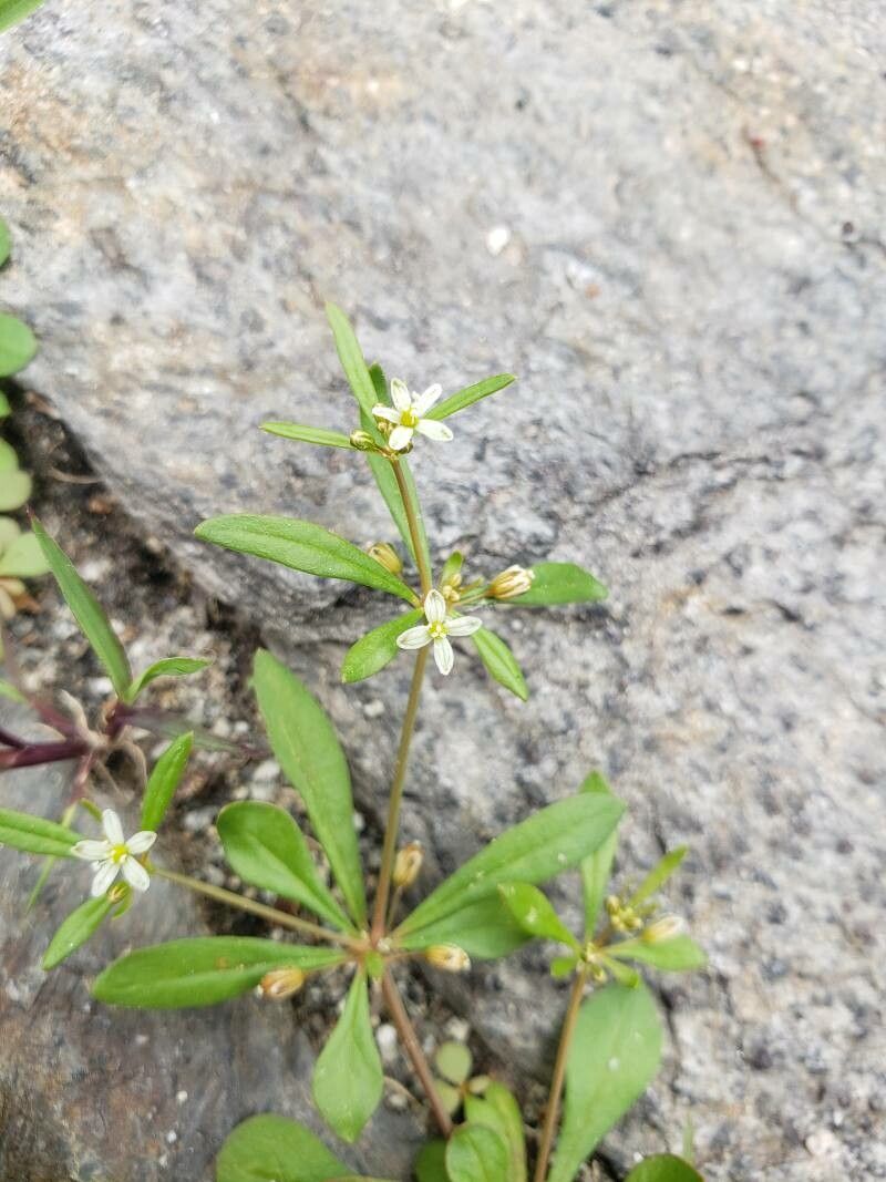 Mollugo verticillata flower
