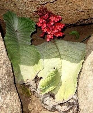 Streptocarpus dunnii — search result for 'Streptocarpus'