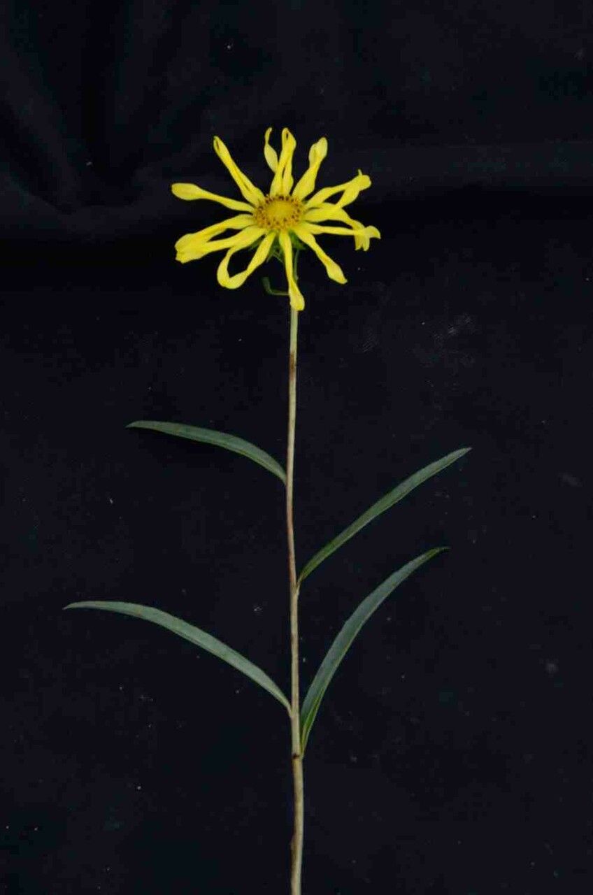 Aldama bracteata — related species from the same genus