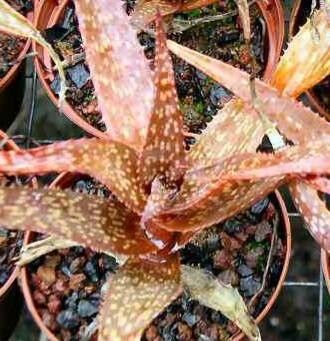 Aloe rebmannii — houseplant care guide