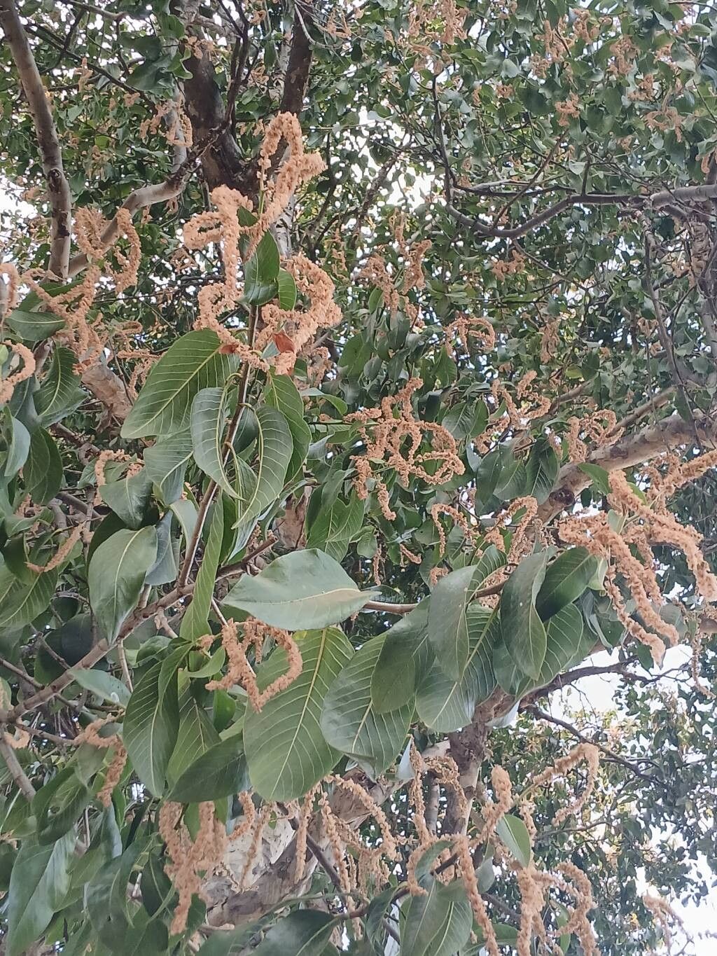 Ruprechtia brachysepala — related species from the same genus